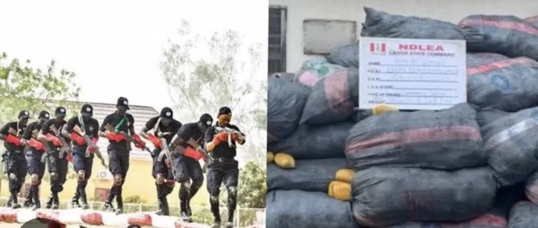 ‘No Drug Test, No Varsity Admission’— NDLEA Proposes Action Against Secondary School Graduates