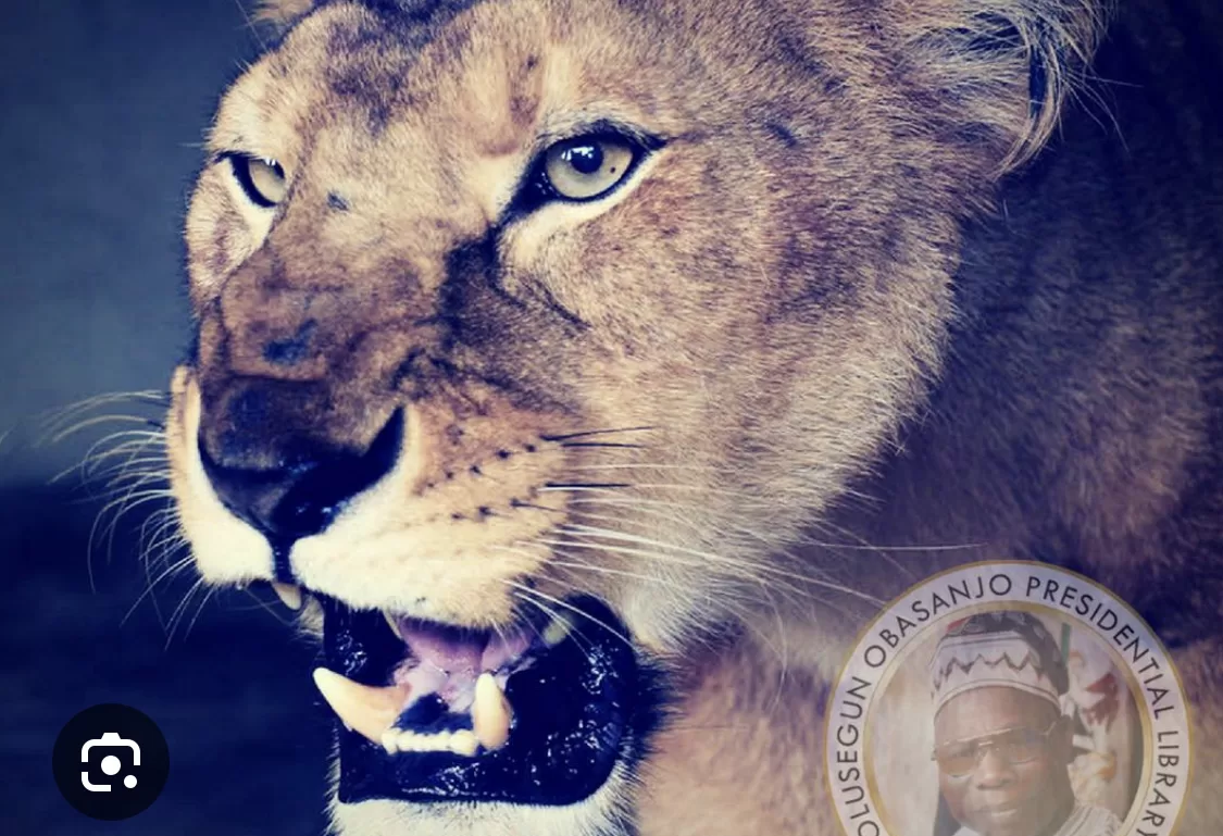 Tragedy!!! Lion kills zoo worker at Olusegun Obasanjo Park