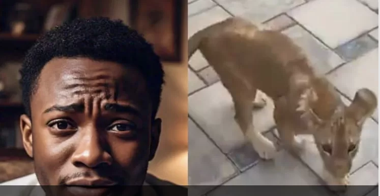 Nigerian man adopts stray lion cub he found near his house, shares 3-week journey (Watch Video)